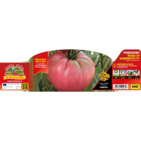   Solanum lycopersicum "Costiera" - Paradicsom palánta (6-os pakk)