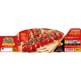   Solanum lycopersicum "Datterino Giollino F1" - Paradicsom palánta (6-os pakk)