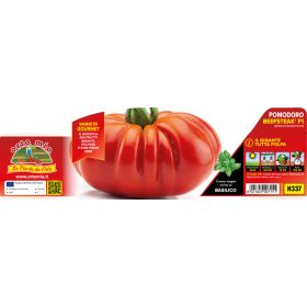   Solanum lycopersicum "Gigante Beefsteak F1" - Paradicsom palánta (6-os pakk)