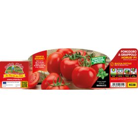   Solanum lycopersicum "Horus F1" - Paradicsom palánta (6-os pakk)