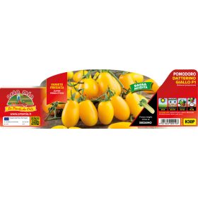   Solanum lycopersicum "Kissme F1" - Paradicsom palánta (6-os pakk)