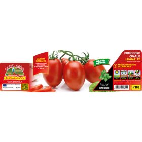   Solanum lycopersicum "Luana F1" - Paradicsom palánta (6-os pakk)