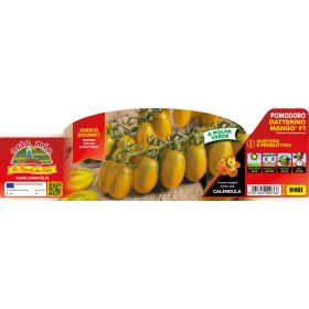   Solanum lycopersicum "Mango F1" - Paradicsom palánta (6-os pakk)