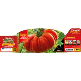   Solanum lycopersicum "Marmande Marmyto" - Paradicsom palánta (6-os pakk)