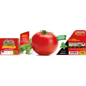   Solanum lycopersicum "Melody F1" - Paradicsom palánta (6-os pakk)