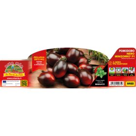   Solanum lycopersicum "Minizorro" - Paradicsom palánta (6-os pakk)