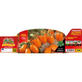   Solanum lycopersicum "Orange Sunset" - Paradicsom palánta (6-os pakk)