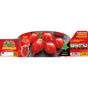   Solanum lycopersicum "Piennolo del Vesuvio" - Paradicsom palánta (6-os pakk)