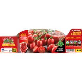   Solanum lycopersicum "Principe Borghese" - Paradicsom palánta (6-os pakk)