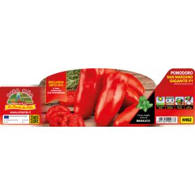   Solanum lycopersicum "San Marzano gigante Grison" - Paradicsom palánta (6-os pakk)