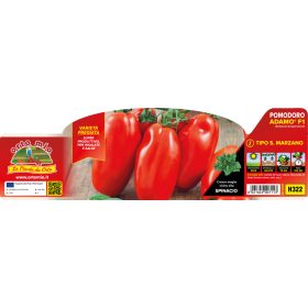   Solanum lycopersicum "San Marzano Adamo Green" - Paradicsom palánta (6-os pakk)