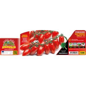   Solanum lycopersicum "Trilly F1" - Paradicsom palánta (6-os pakk)