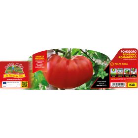   Solanum lycopersicum "Veronica F1" - Paradicsom palánta (6-os pakk)