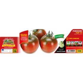   Solanum lycopersicum "Yup F1" - Paradicsom palánta (6-os pakk)