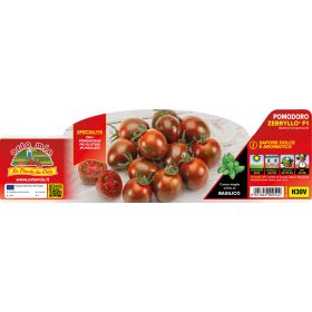   Solanum lycopersicum "Zebrino Zebryllo F1" - Paradicsom palánta (6-os pakk)