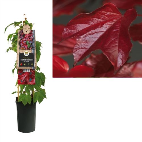 Parthenocissus veitchii - Vadszőlő