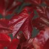Parthenocissus veitchii - Vadszőlő
