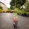 Passiflora caerulea 'Lavender Lady' - Golgotavirág