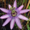 Passiflora caerulea 'Lavender Lady' - Golgotavirág