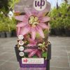 Passiflora caerulea 'Lavender Lady' - Golgotavirág