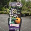 Passiflora caerulea - Golgotavirág
