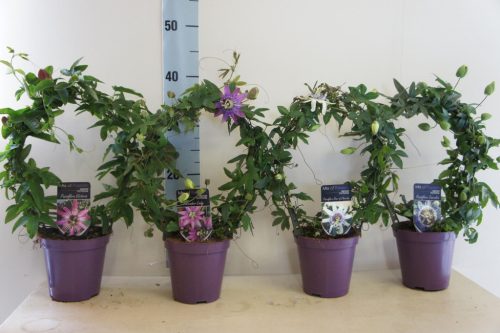 Passiflora mix - Golgotavirág