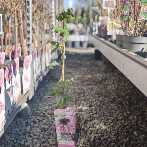 Passiflora mix - Golgotavirág