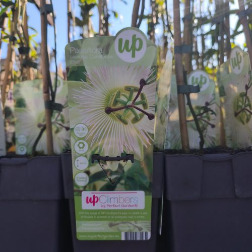 Passiflora mix - Golgotavirág