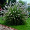 Pennisetum alopecuroides 'Lady U' - Tollborzfű