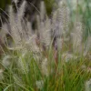 Pennisetum alopecuroides 'Tiny Twinkler' - Tollborzfű