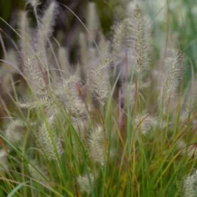   Pennisetum alopecuroides 'Tiny Twinkler' - Tollborzfű