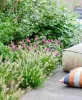 Pennisetum alopecuroides 'Tiny Twinkler' - Tollborzfű