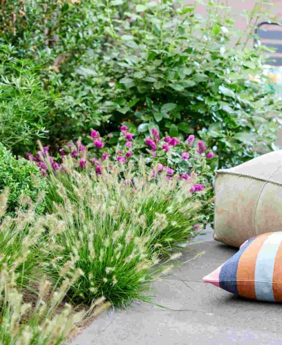 Pennisetum alopecuroides 'Tiny Twinkler' - Tollborzfű