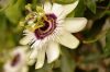 Passiflora 'Beauty of Hannover' - Golgotavirág