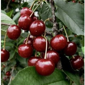   Prunus cerasus 'Érdi Bőtermő' - Meggy sajmeggy alanyon konténeres