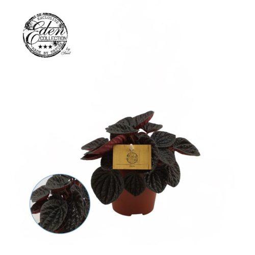 Peperomia 'Chocolat' - Törpebors