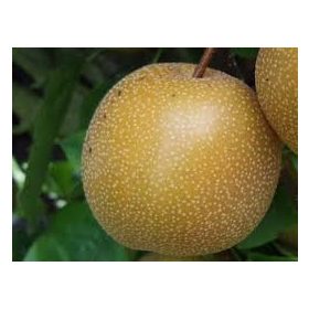   Pyrus communis 'Nijisseiki' - Hosui japán körte vadkörte alanyon - konténeres