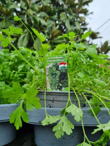 Petroselinum crispum 'Omega' - Metélőpetrezselyem