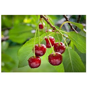   Prunus cerasus 'Újfehértói fürtös' - Meggy sajmeggy alanyon konténeres