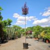 Prunus cerasifera 