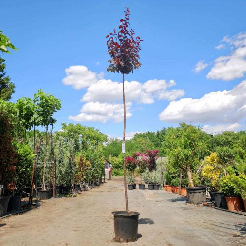 Prunus cerasifera 