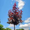 Prunus cerasifera 