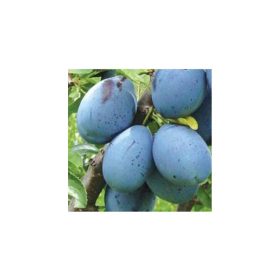   Prunus domestica 'Bluefre' - Szilva myrabolán alanyon konténeres