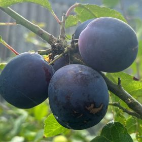 Prunus domestica Cacanska lepotica - szilva