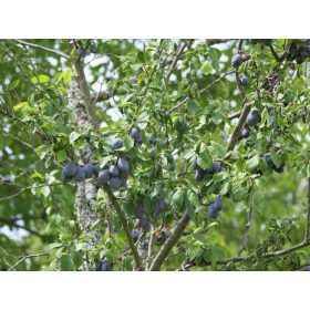 Prunus domestica Cacanska rodna - szilva