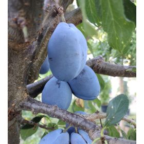    Prunus domestica 'Debreceni Muskotály'  - szilvafa