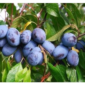 Prunus domestica Tuleu gras - szilvafa