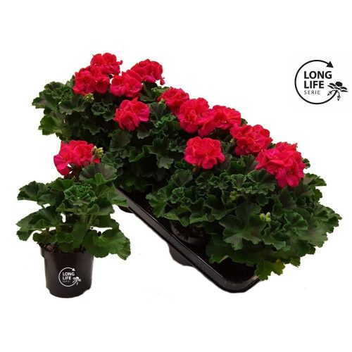 Pelargonium LongLife Zonale "Hot Pink" - Muskátli