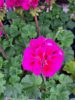 Pelargonium Zonale "Purple" - Muskátli