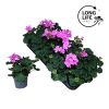 Pelargonium Zonale "Purple" - Muskátli